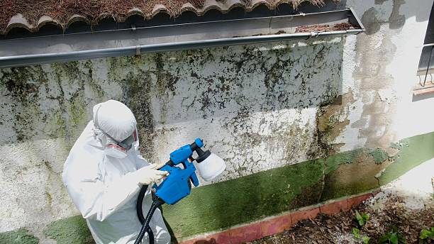 Top rated local Mold Remediation specialists in Entriken, PA